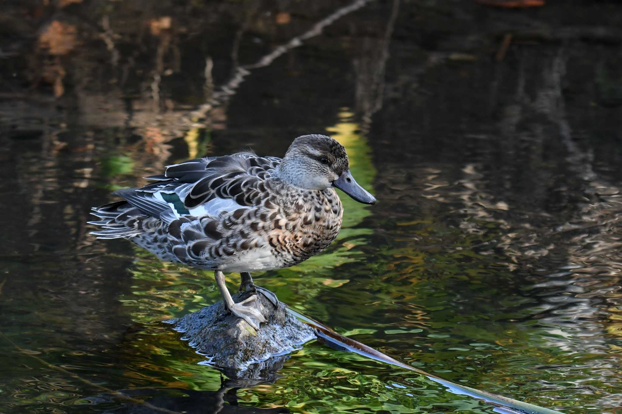 Photo of Garganey at Nogawa by あひる