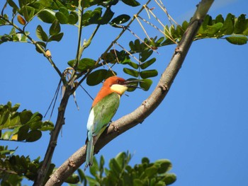 Chestnut-headed Bee-eater タイ カオラック Thu, 2/29/2024