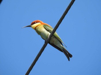 Chestnut-headed Bee-eater タイ カオラック Thu, 2/29/2024