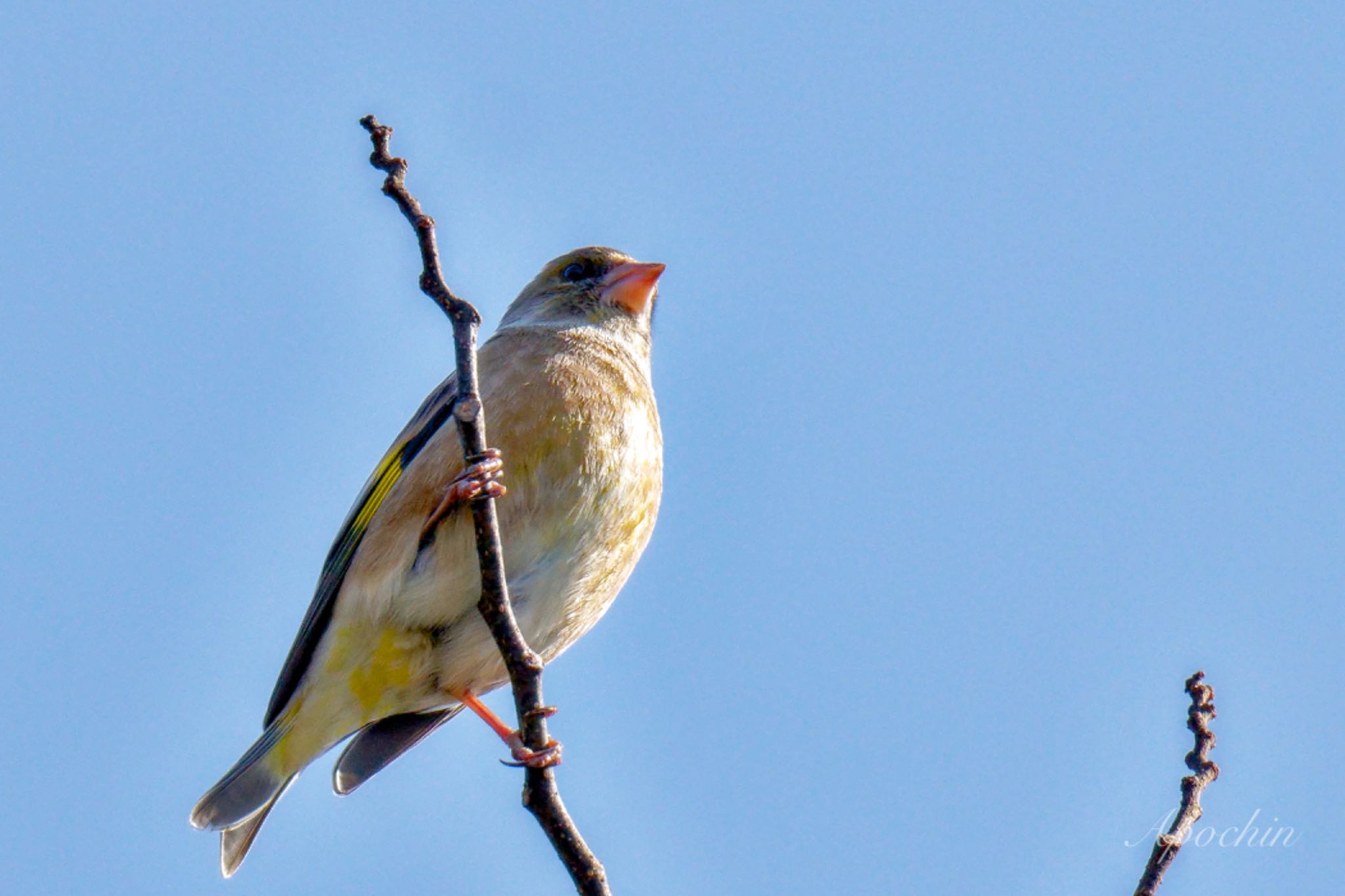 Photo of Grey-capped Greenfinch at Showa Kinen Park by アポちん