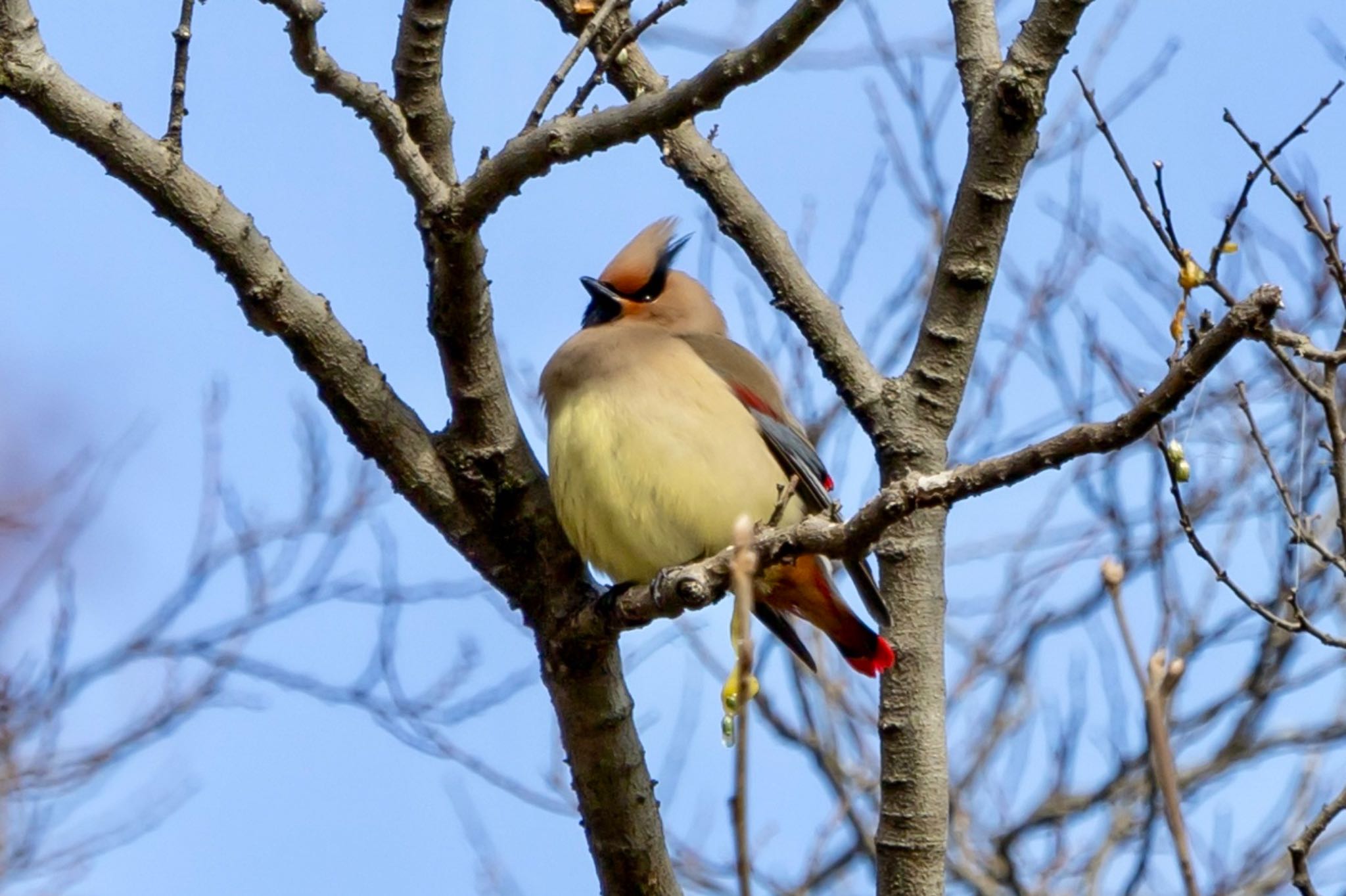 秋ヶ瀬公園 こどもの森 キレンジャクの写真