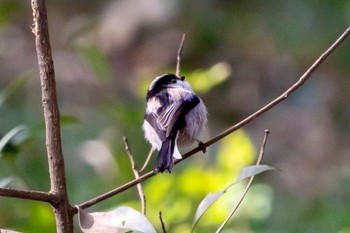 エナガ 秋ヶ瀬公園(野鳥の森) 2024年2月29日(木)