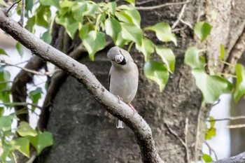 シメ 秋ヶ瀬公園(野鳥の森) 2024年2月29日(木)