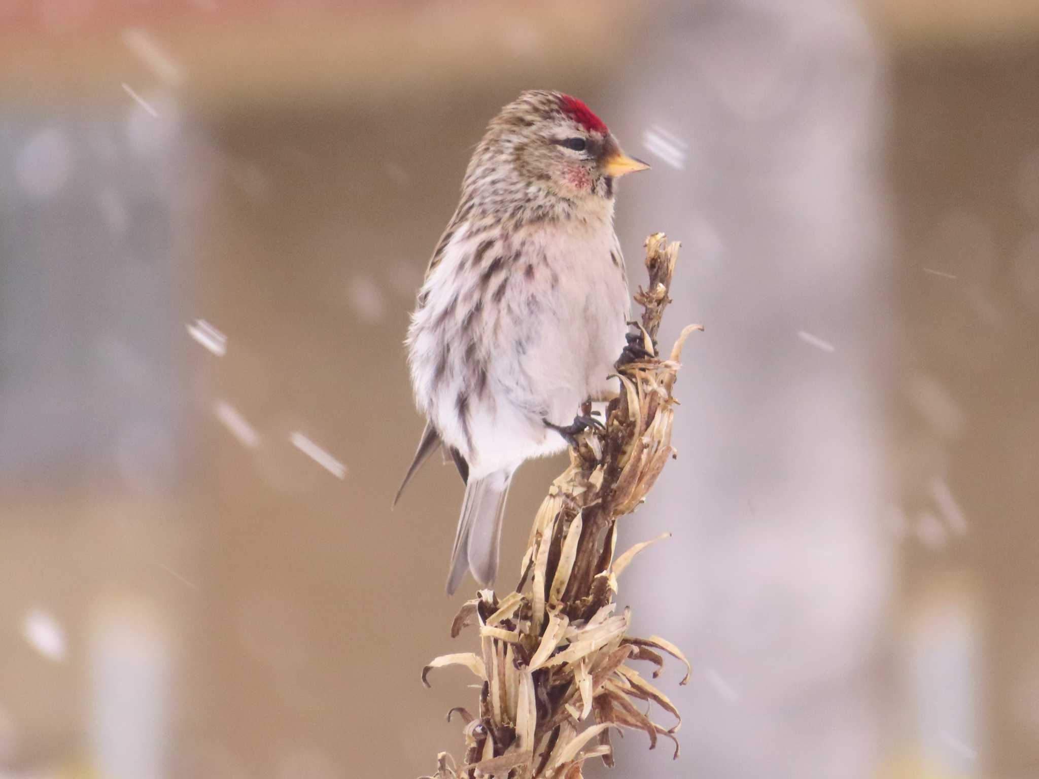 Photo of Common Redpoll at Makomanai Park by ゆ