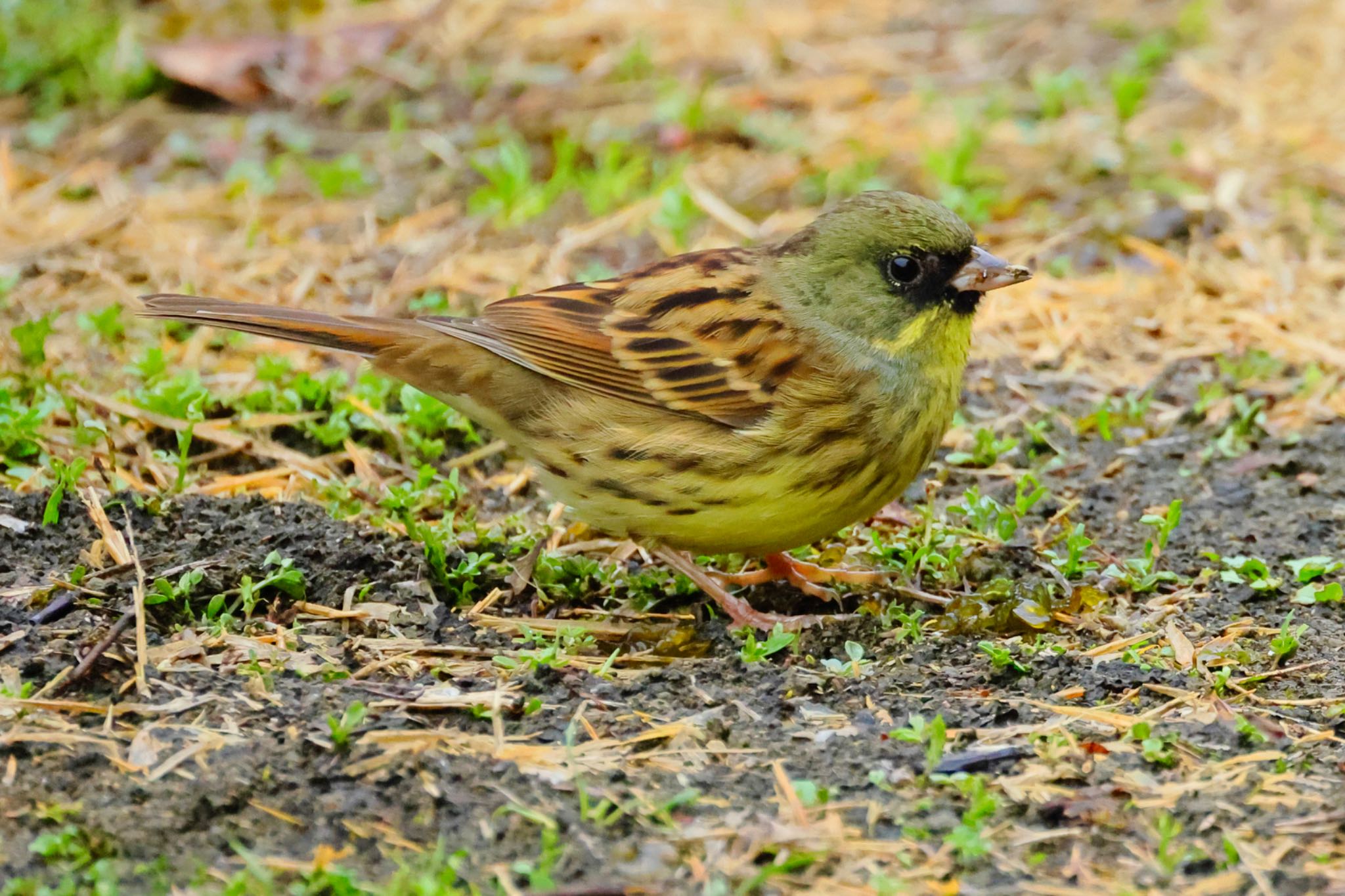 大野極楽寺公園 アオジの写真