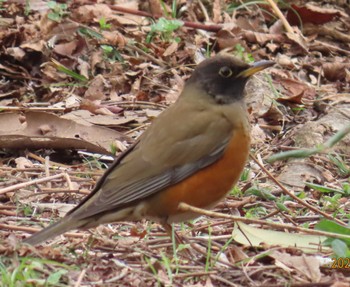 Brown-headed Thrush 木場公園(江東区) Thu, 2/29/2024