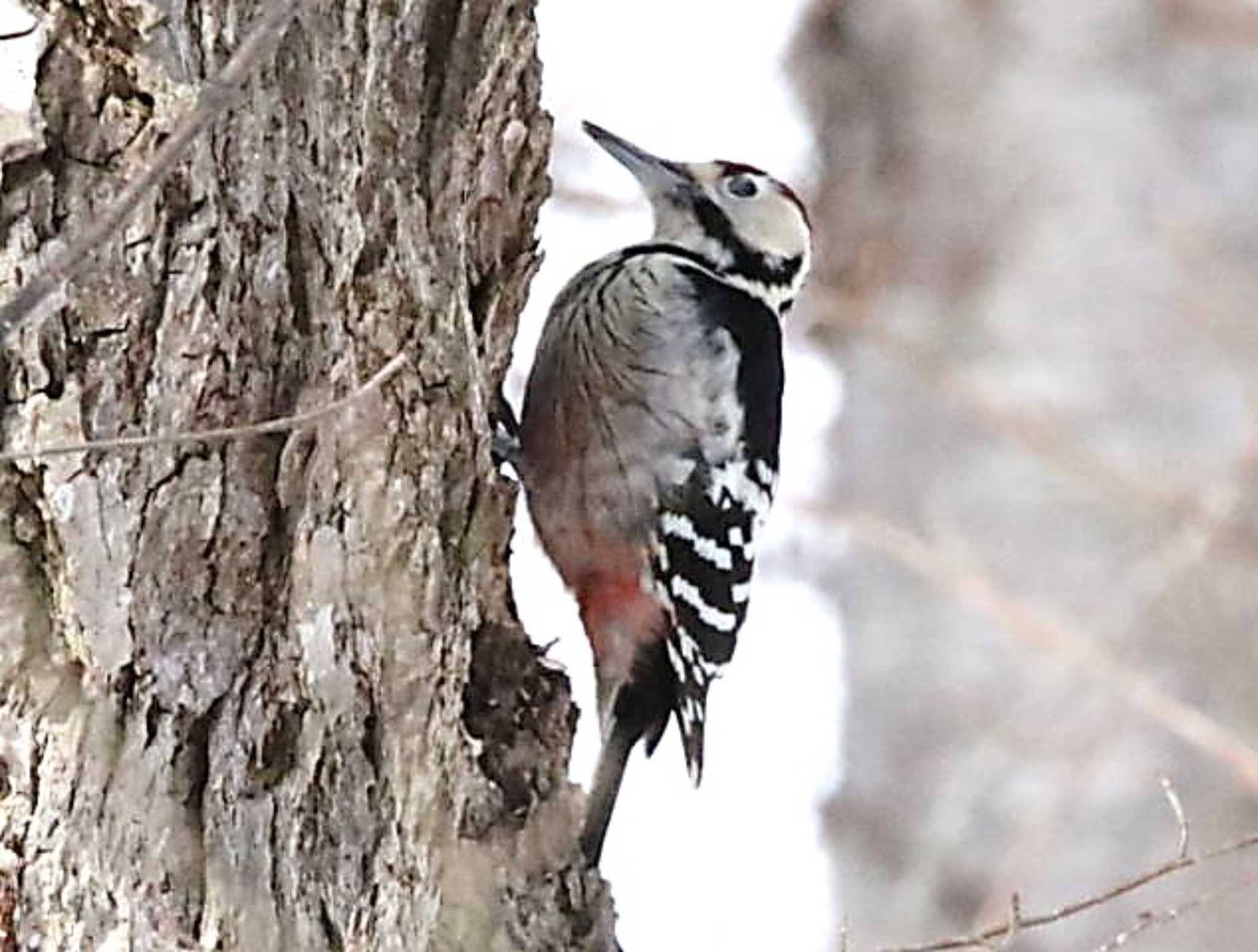 野幌森林公園 オオアカゲラの写真