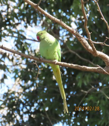 ワカケホンセイインコ 練馬区某所 2024年2月28日(水)