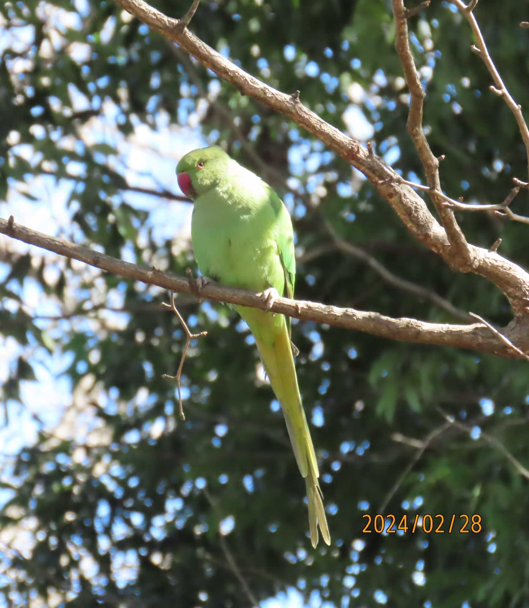 練馬区某所 ワカケホンセイインコの写真 by チョコレート