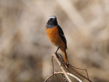 Daurian Redstart 大町自然観察園 Thu, 2/15/2024