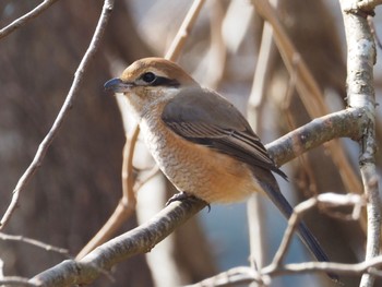 Bull-headed Shrike 大町自然観察園 Thu, 2/15/2024