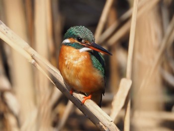 Common Kingfisher 大町自然観察園 Thu, 2/15/2024