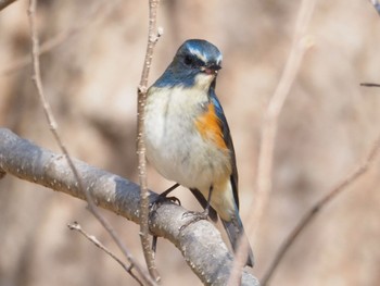 Red-flanked Bluetail 大町自然観察園 Thu, 2/15/2024