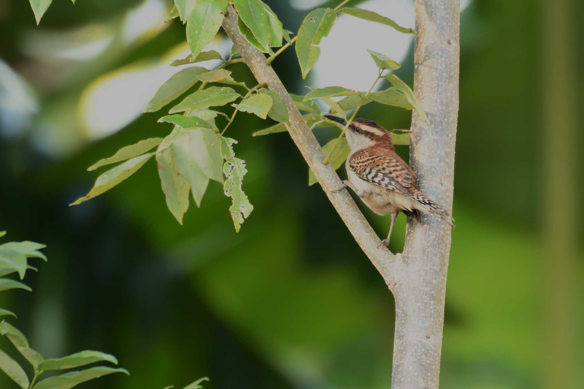 Veracruz Wren