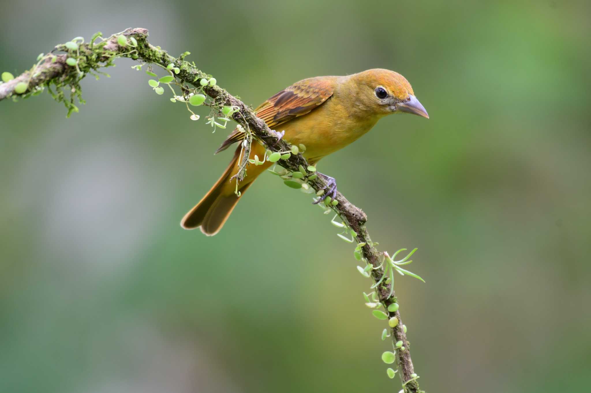 Photo of Summer Tanager at コスタリカ