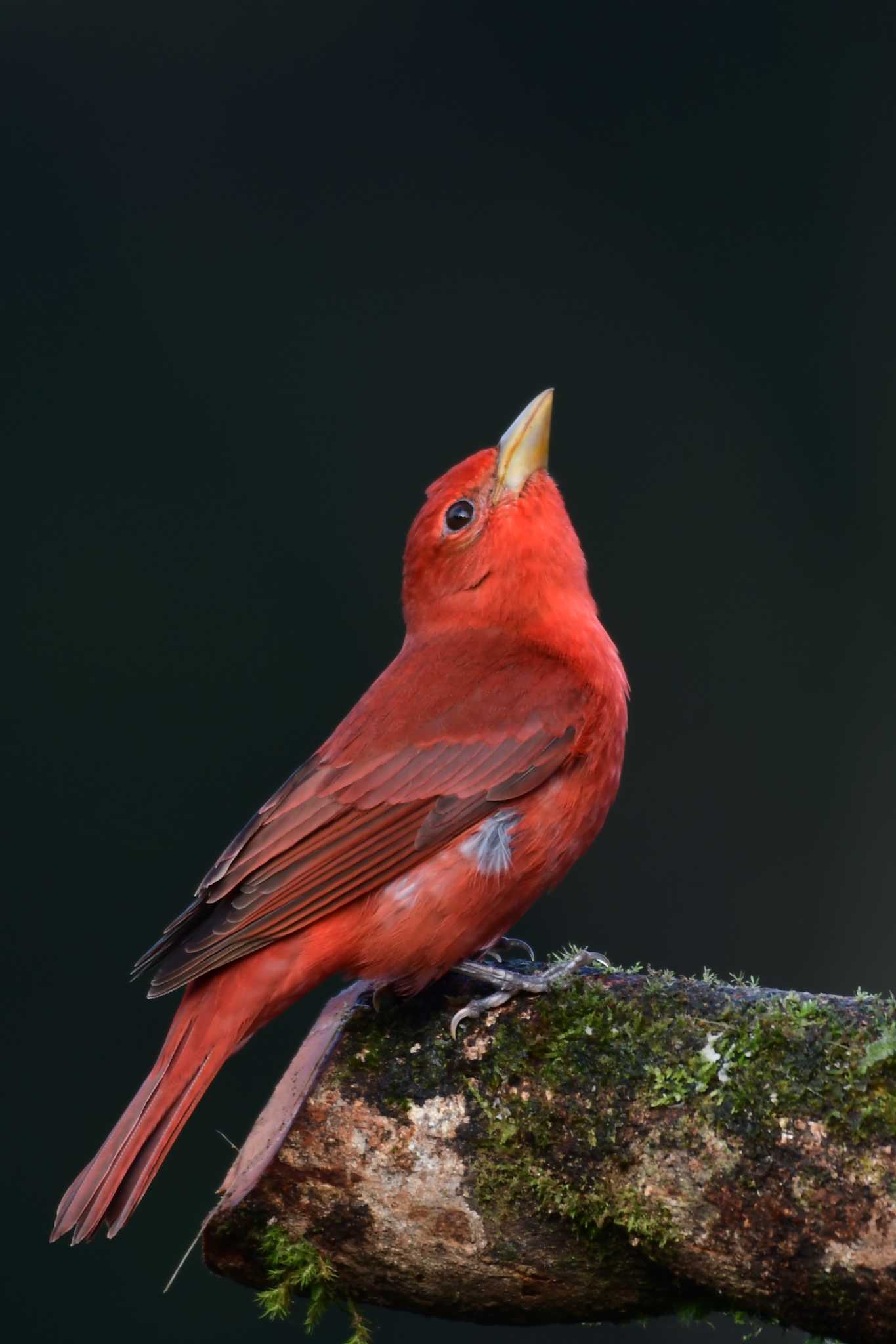 Summer Tanager