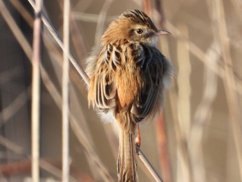 Zitting Cisticola 岡山旭川 Mon, 2/26/2024