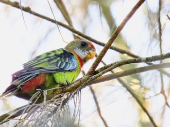 Eastern Rosella Central Coast Wetlands Pioneer Dairy(NSW) Sun, 2/4/2024