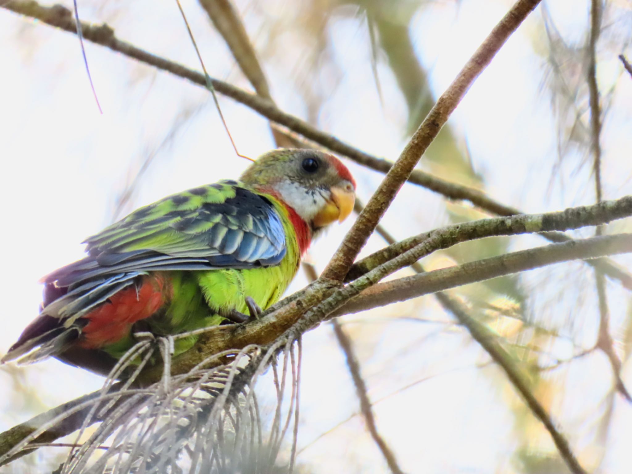 Photo of Eastern Rosella at Central Coast Wetlands Pioneer Dairy(NSW) by Maki