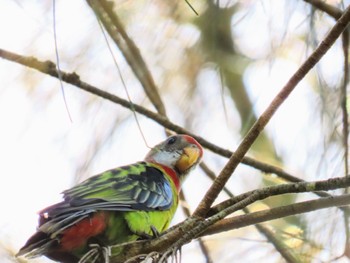 Eastern Rosella Central Coast Wetlands Pioneer Dairy(NSW) Sun, 2/4/2024