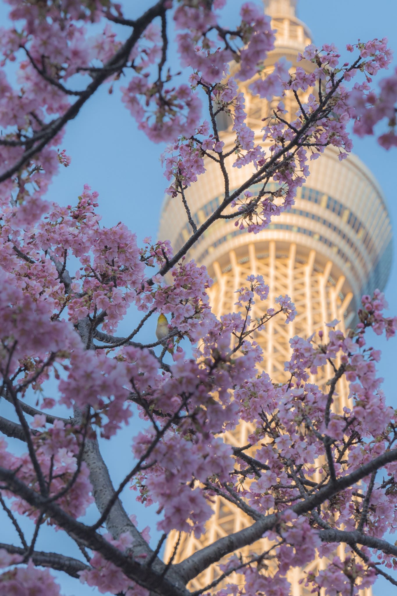 東京スカイツリー メジロの写真