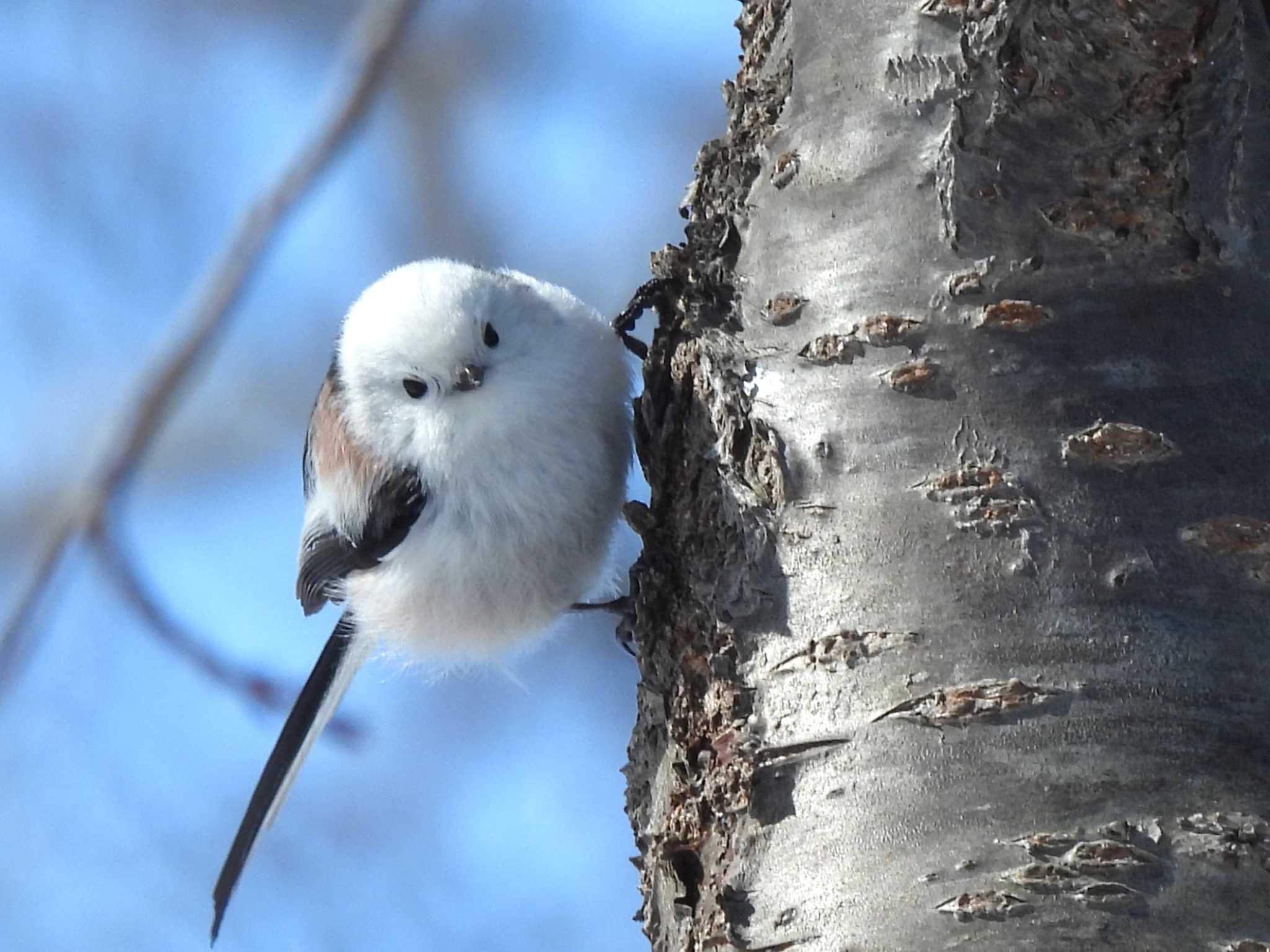  シマエナガの写真