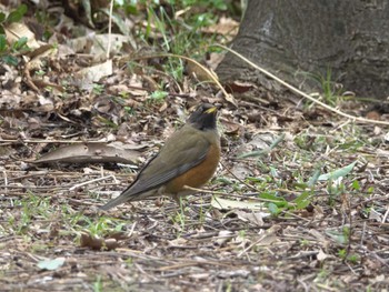 Brown-headed Thrush 木場公園(江東区) Thu, 2/29/2024