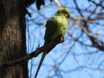 ワカケホンセイインコ 練馬 撮影日未設定