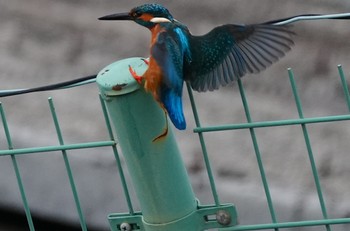 Common Kingfisher 恩智川治水緑地 Thu, 2/29/2024