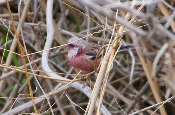 Siberian Long-tailed Rosefinch 恩智川治水緑地 Thu, 2/29/2024