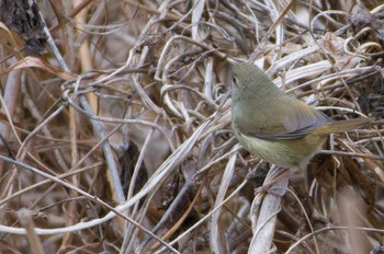 Japanese Bush Warbler 恩智川治水緑地 Thu, 2/29/2024