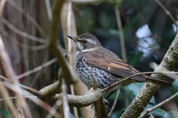 ツグミ ロクハ公園(滋賀県草津市) 2024年2月26日(月)