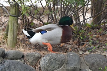 Domestic duck Shakujii Park Thu, 2/29/2024