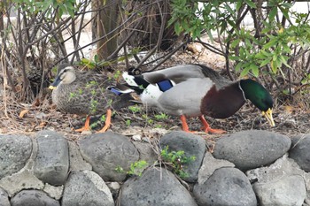 アオクビアヒル 石神井公園 2024年2月29日(木)