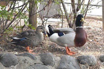 Domestic duck Shakujii Park Thu, 2/29/2024
