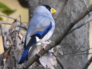 イカル 小宮公園(八王子) 2018年12月1日(土)