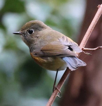 Red-flanked Bluetail Mikiyama Forest Park Fri, 2/23/2024