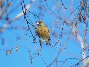 Grey-capped Greenfinch 飯盛山 Mon, 2/12/2024