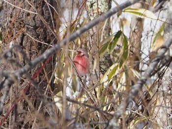 Siberian Long-tailed Rosefinch 飯盛山 Mon, 2/12/2024