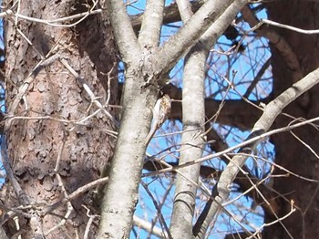 Eurasian Treecreeper 飯盛山 Mon, 2/12/2024