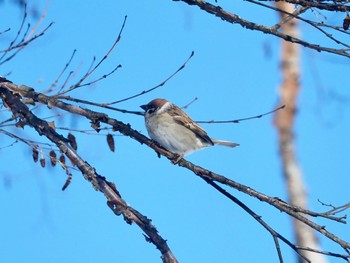 Eurasian Tree Sparrow 飯盛山 Mon, 2/12/2024