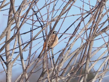 Meadow Bunting 飯盛山 Mon, 2/12/2024