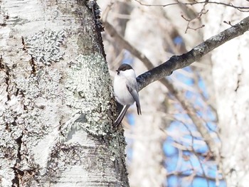 Willow Tit 飯盛山 Mon, 2/12/2024