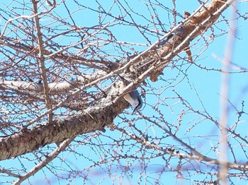 Eurasian Nuthatch 飯盛山 Mon, 2/12/2024