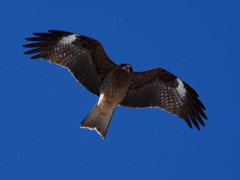 Black Kite 飯盛山 Mon, 2/12/2024