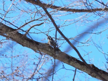 Japanese Pygmy Woodpecker 飯盛山 Mon, 2/12/2024