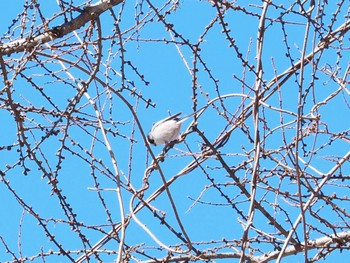 Long-tailed Tit 飯盛山 Mon, 2/12/2024