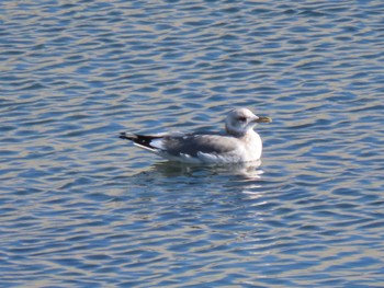 Common Gull 志津川湾 Sat, 2/24/2024