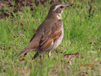 Dusky Thrush 木場公園(江東区) Thu, 2/29/2024