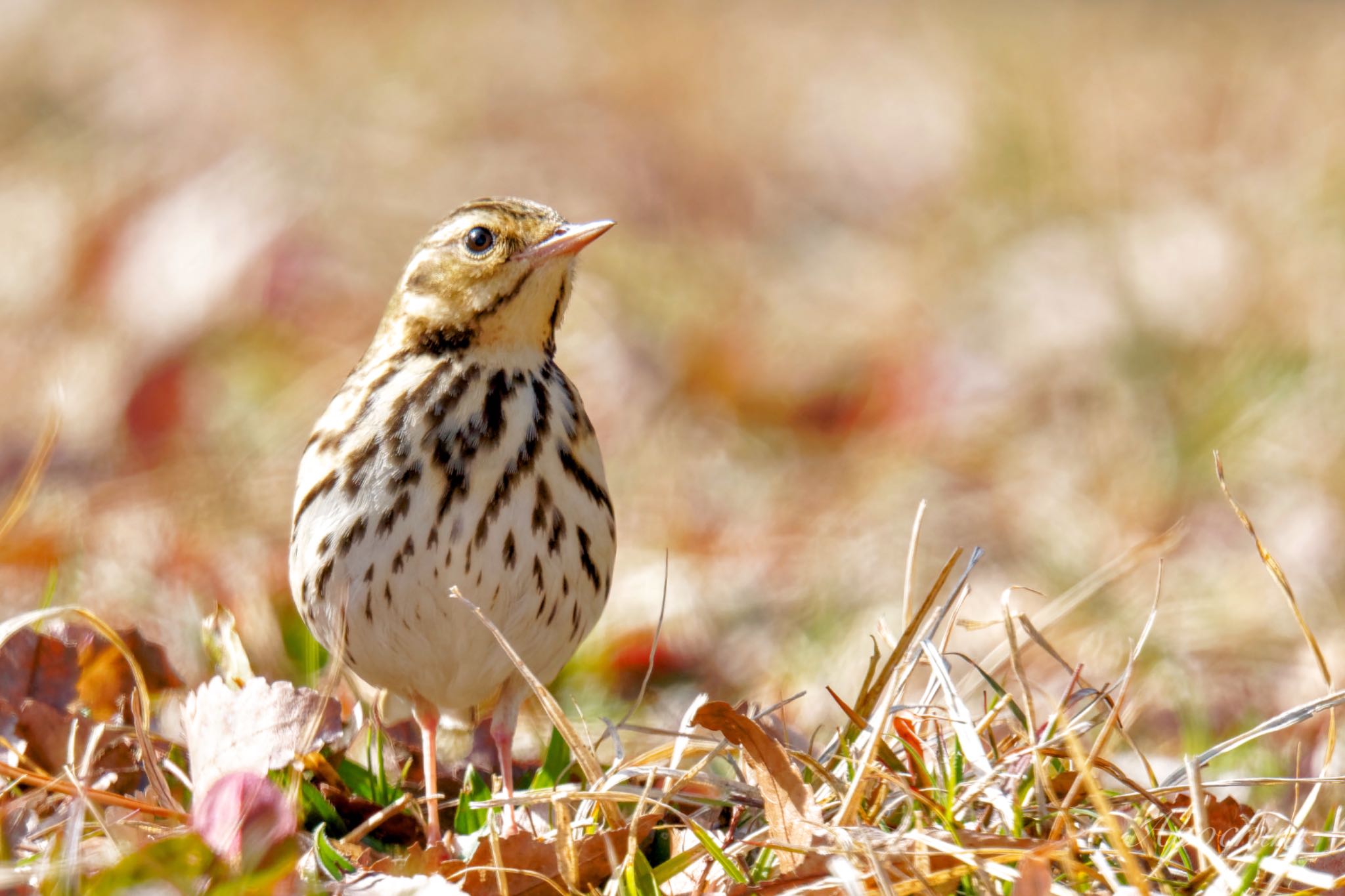 Photo of Olive-backed Pipit at Showa Kinen Park by アポちん